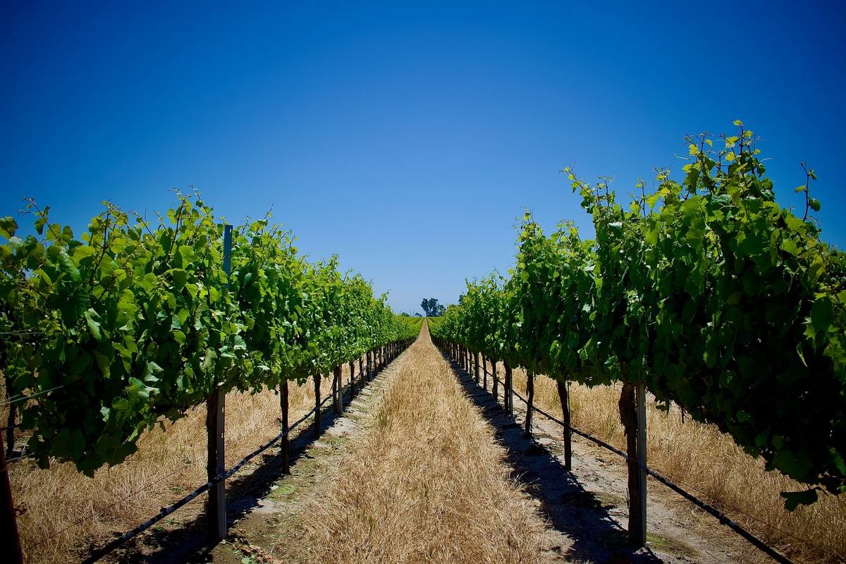 Rows of grapevines lead toward the horizon under a clear blue sky.