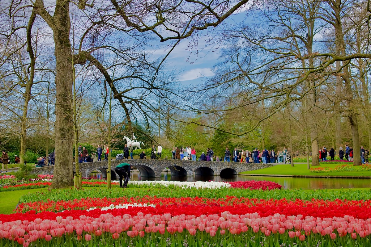 Beds of red tulips in front of an old stone bridge.